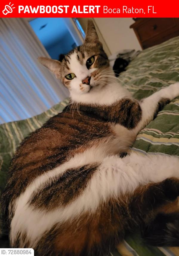 Lost Male Cat last seen Camino Gardens, Boca Raton, FL 33486