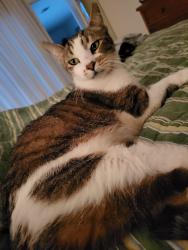 Lost Male Cat last seen Camino Gardens, Boca Raton, FL 33486