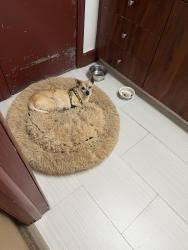 Found/Stray Female Dog last seen West 49 st and 4 ave , Hialeah, FL 33012