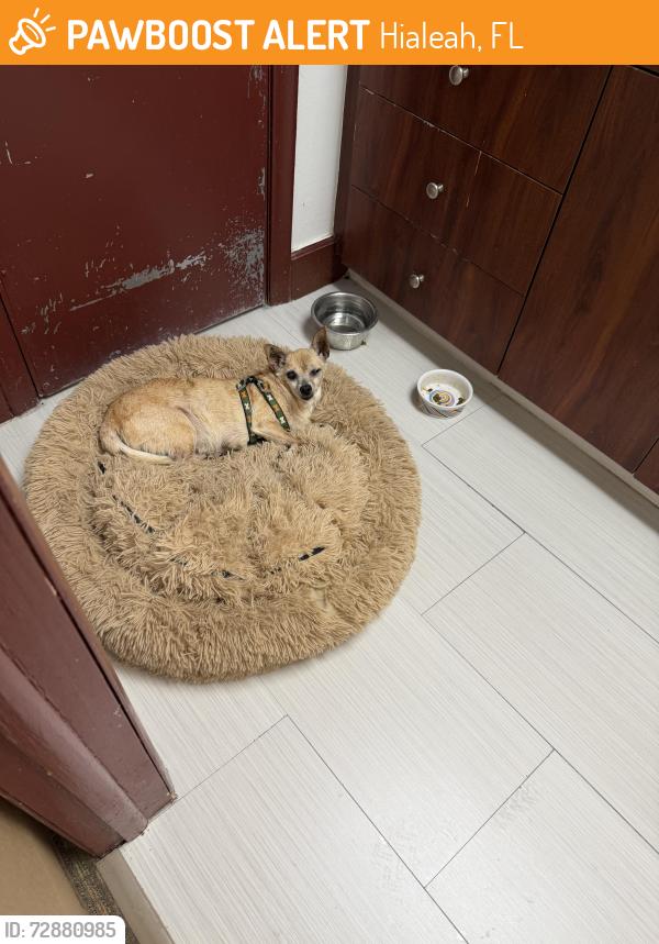 Found/Stray Female Dog last seen West 49 st and 4 ave , Hialeah, FL 33012