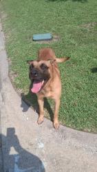 Found/Stray Male Dog last seen Woodlands Oak, Houston, TX 77040