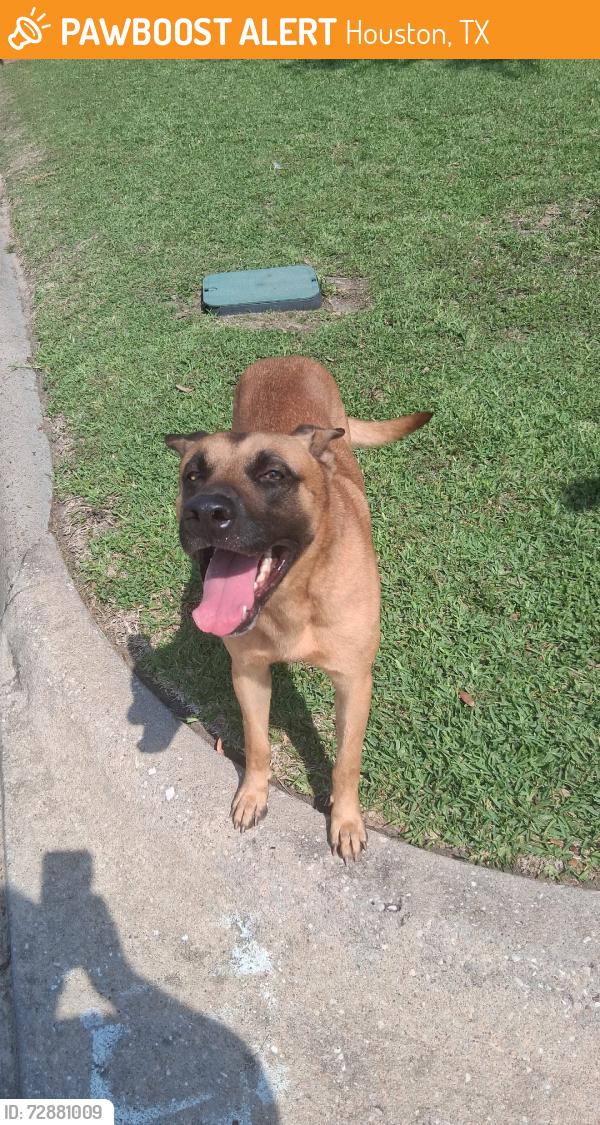 Found/Stray Male Dog last seen Woodlands Oak, Houston, TX 77040