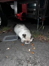 Found/Stray Unknown Cat last seen E. little creek near wards corner , Norfolk, VA 23505