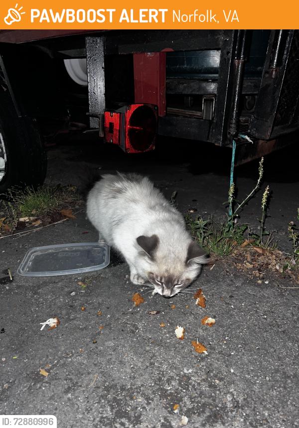 Found/Stray Unknown Cat last seen E. little creek near wards corner , Norfolk, VA 23505
