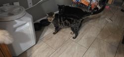 Reunited Male Cat last seen Auld and Grand blvd, Holiday, FL 34690