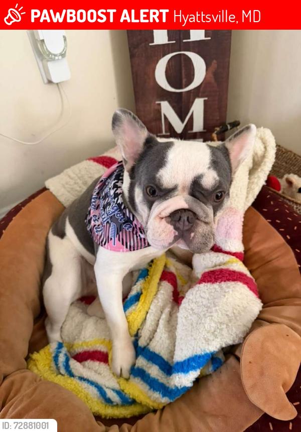 Lost Female Dog last seen Near Ruatan St Hyattsville, MD  20783 Estados Unidos, Hyattsville, MD 20783