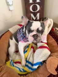 Lost Female Dog last seen Near Ruatan St Hyattsville, MD  20783 Estados Unidos, Hyattsville, MD 20783