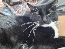 Lost Female Cat last seen Tramway, copper, Juan tabo, central , Albuquerque, NM 87123