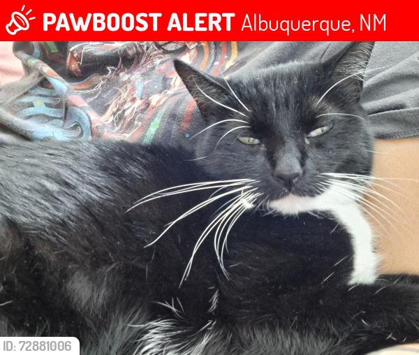 Lost Female Cat last seen Tramway, copper, Juan tabo, central , Albuquerque, NM 87123