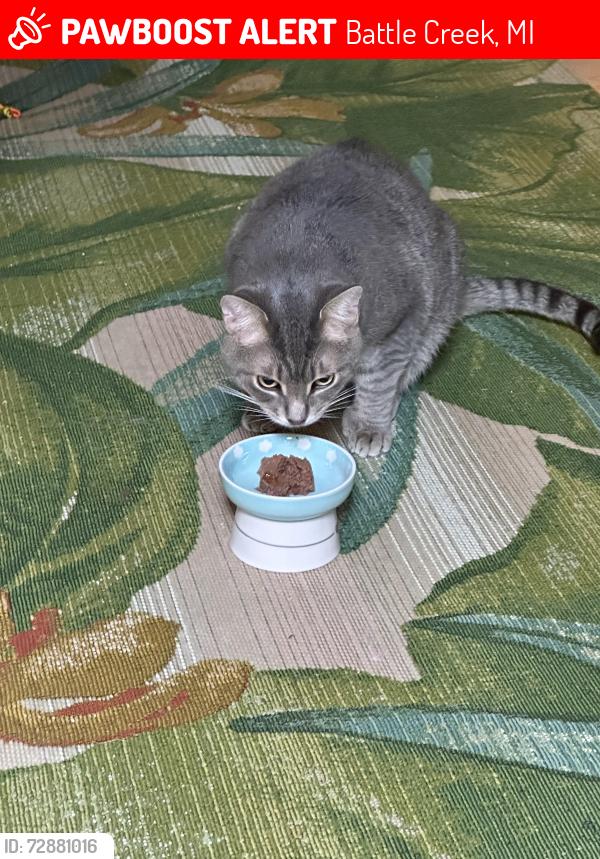 Lost Male Cat last seen Collier, Battle Creek, MI 49017