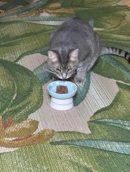 Lost Male Cat last seen Collier, Battle Creek, MI 49017