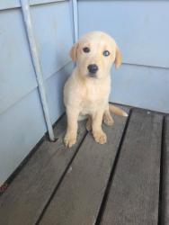 Lost Female Dog last seen E 56th Street, Lawrence Central High School, Indianapolis, IN 46226