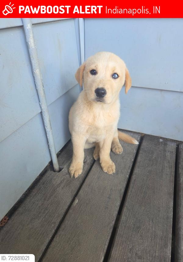 Lost Female Dog last seen E 56th Street, Lawrence Central High School, Indianapolis, IN 46226