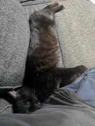 Lost Male Cat last seen La Fleur trail neighborhood , Stonecrest, GA 30038