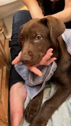 Lost Female Dog last seen Harbor shelter , Los Angeles, CA 90731