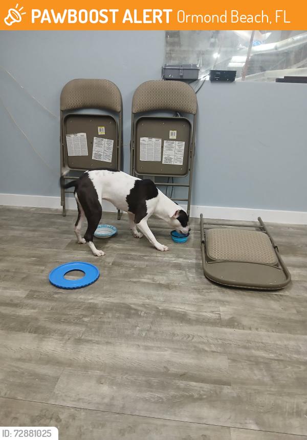 Found/Stray Female Dog last seen Broadway Avenue , Ormond Beach, FL 32174