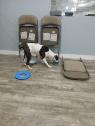 Found/Stray Female Dog last seen Broadway Avenue , Ormond Beach, FL 32174