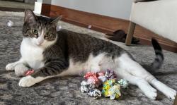 Lost Female Cat last seen N Park Blvd & Maple ave, Glen Ellyn, IL 60137