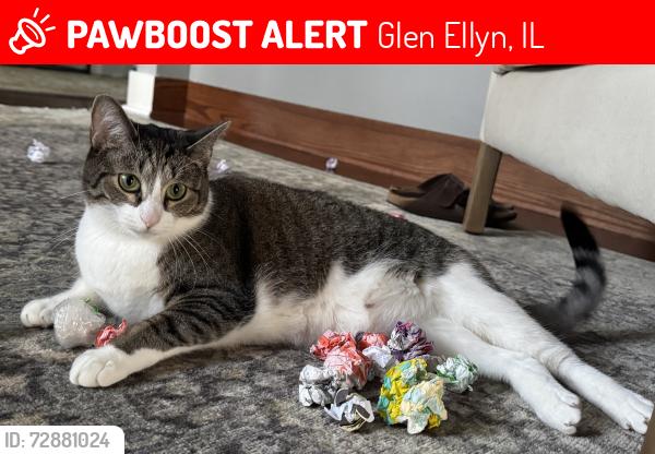 Lost Female Cat last seen N Park Blvd & Maple ave, Glen Ellyn, IL 60137