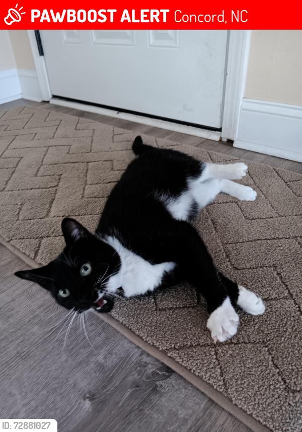 Lost Female Cat last seen First Missionary Baptist Church, Concord, NC, Concord, NC 28025