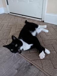 Lost Female Cat last seen First Missionary Baptist Church, Concord, NC, Concord, NC 28025