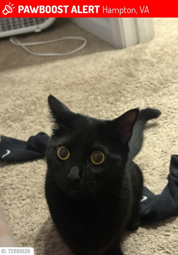 Lost Female Cat last seen friendly drive hampton va , Hampton, VA 23605