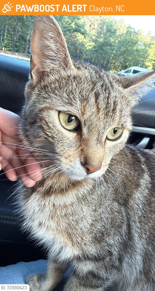 Found/Stray Female Cat last seen Near the Caterpillar factory, Clayton, NC 27527