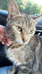 Found/Stray Female Cat last seen Near the Caterpillar factory, Clayton, NC 27527