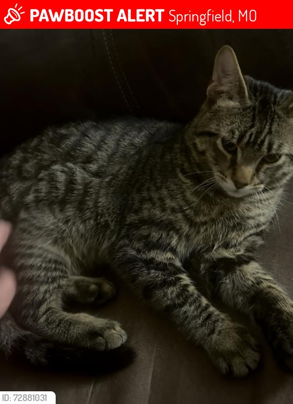 Lost Male Cat last seen Glenwood Manor apmts , Springfield, MO 65803