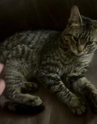 Lost Male Cat last seen Glenwood Manor apmts , Springfield, MO 65803