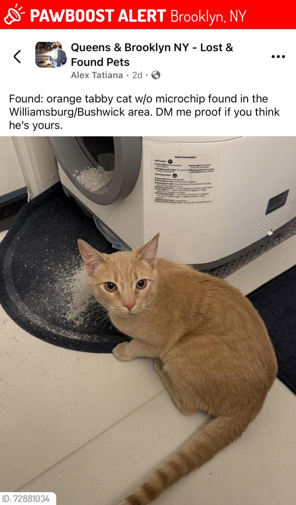 Lost Unknown Cat last seen Williamsburg , Brooklyn, NY 11207