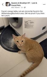 Lost Unknown Cat last seen Williamsburg , Brooklyn, NY 11207
