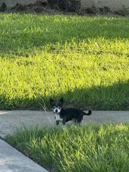 Found/Stray Male Dog last seen Northwest Park, Houston, TX 77086