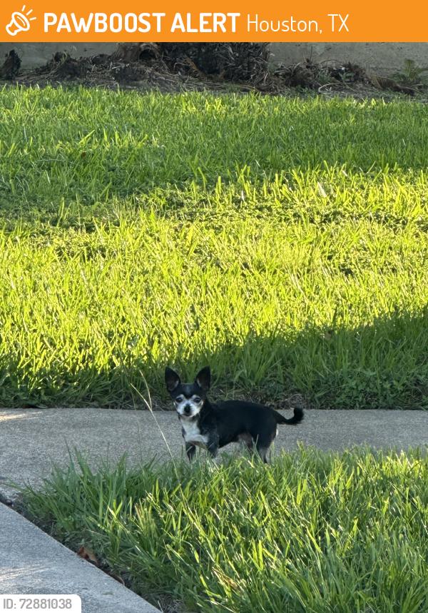 Found/Stray Male Dog last seen Northwest Park, Houston, TX 77086