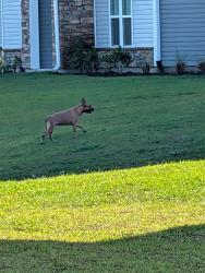 Found/Stray Male Dog last seen Sunscapes apmts and Blue Cross Blue Shield parking lots, Surfside Beach, SC 29575