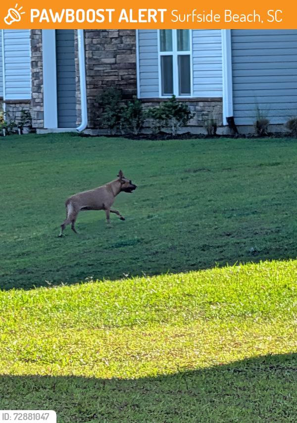 Found/Stray Male Dog last seen Sunscapes apmts and Blue Cross Blue Shield parking lots, Surfside Beach, SC 29575