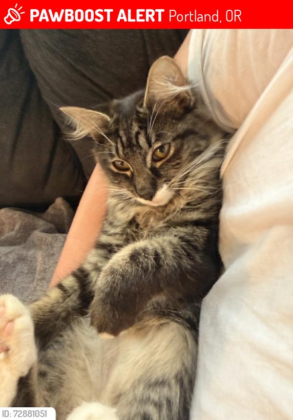 Lost Female Cat last seen Corner store, Portland, OR 97236