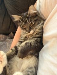 Lost Female Cat last seen Corner store, Portland, OR 97236