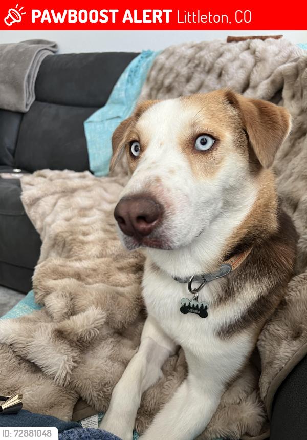 Lost Female Dog last seen Pierce Court in Portland, Littleton, CO 80128