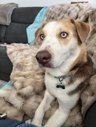 Lost Female Dog last seen Pierce Court in Portland, Littleton, CO 80128