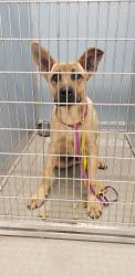 Found/Stray Male Dog last seen Zebulon Animal hosp, Zebulon, NC 27597
