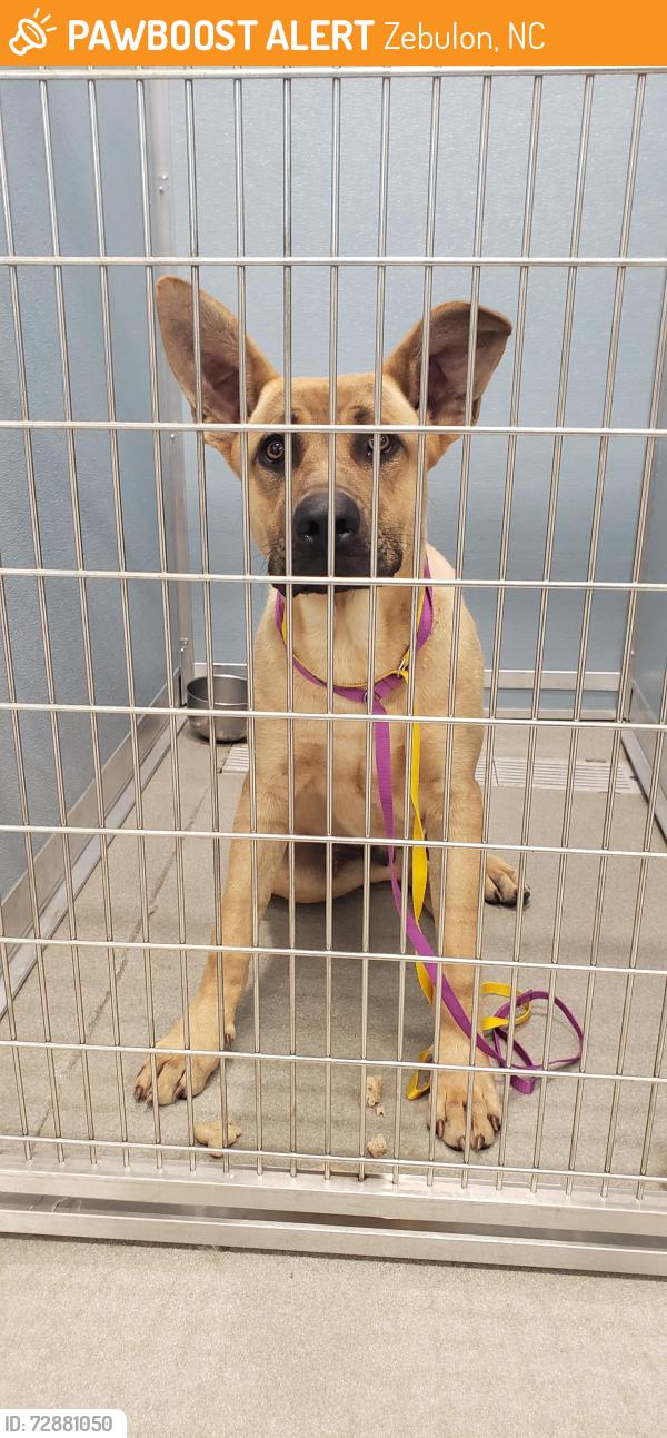 Found/Stray Male Dog last seen Zebulon Animal hosp, Zebulon, NC 27597