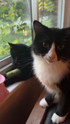 Reunited Male Cat last seen near the end of moody ave, Candler, NC 28715