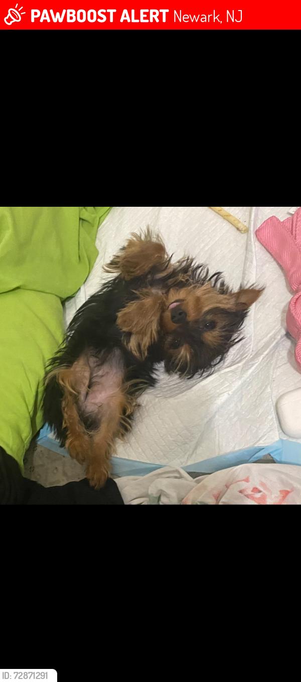 Lost Female Dog last seen Laurel street and West end Avenue newark, nj, Newark, NJ 07106