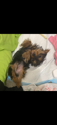 Lost Female Dog last seen Laurel street and West end Avenue newark, nj, Newark, NJ 07106