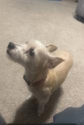 Lost Female Dog last seen Saranac ests near Pixlwy Dr, Riverdale, GA 30296