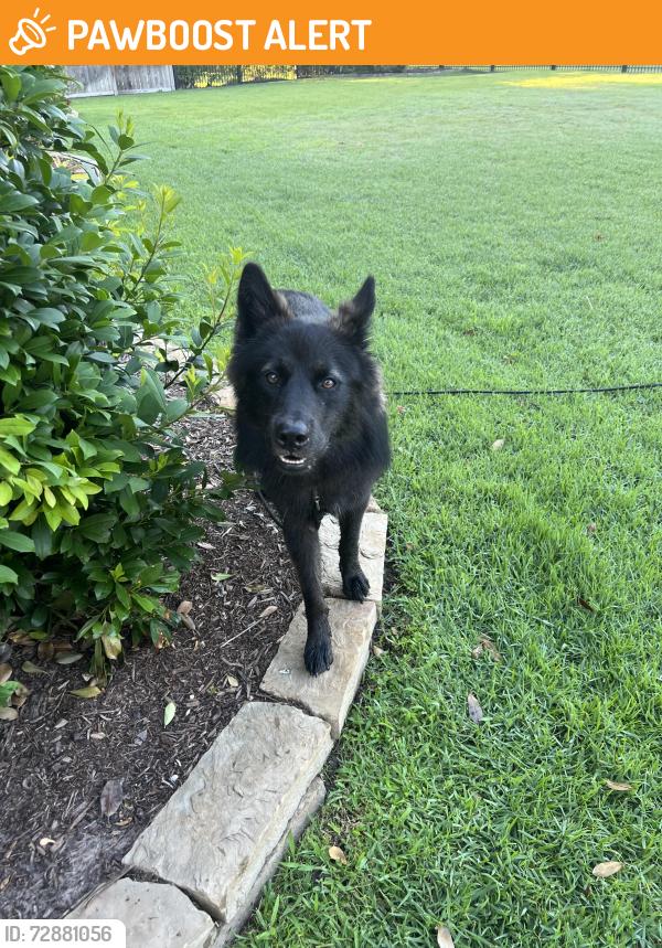 Found/Stray Male Dog last seen Pebblecreek Crossing , Fort Bend County, TX 77494