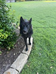 Found/Stray Male Dog last seen Pebblecreek Crossing , Fort Bend County, TX 77494