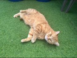 Reunited Male Cat last seen Papa John's Clapham Park road , Greater London, England SW4 7NH