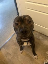 Lost Male Dog last seen Woods near airport, Paynes Ford Rd, WV 25405